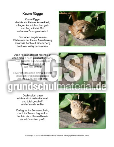 Amselgedicht-Kaum-Flügge-Fotos.pdf